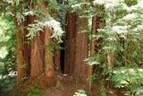 John Muir Woods