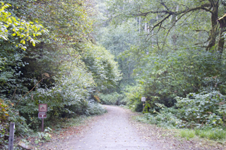 Fern Canyon Trail