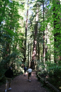 redwood forest California