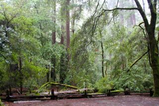 Big Basin Redwood State Park