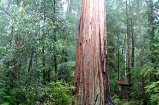 Big Basin Redwoods State Park