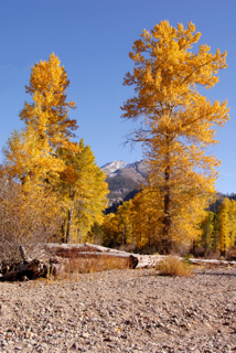 Fall Foilage Nevada