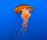 Jellyfish