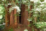 John Muir Woods