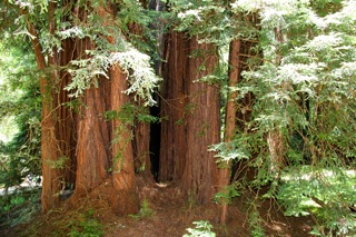 redwood forest