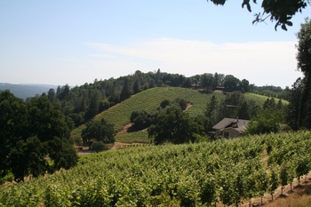 El Dorado County Vineyard