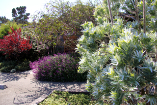 Mendocino Coast Botanical Gardens