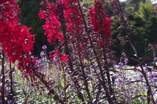 colorful flowers