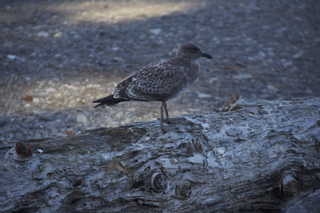 Sea Bird