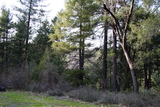 Nevada County