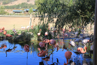 flamingos, safari west