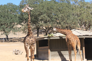 Safari West Giraffes