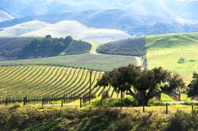 San Luis Obispo Vineyard