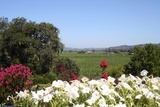 Sonoma Valley