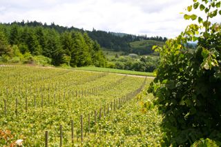 Chehalem Mountains Wineries