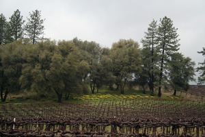 Calaveras Wineries