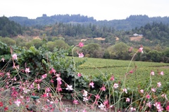 Sonoma wine tour