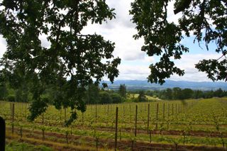 Dundee Hills Wineries