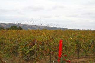 Gilroy Wineries