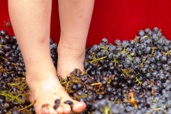 stomping grapes