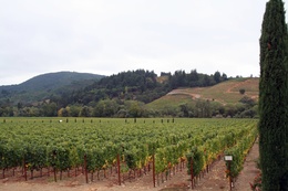 Sonoma Vineyard, Healdsburg