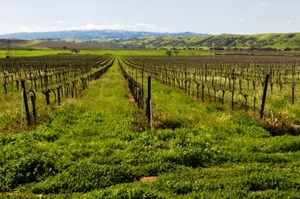 Livermore Wine Country