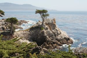 Lone Cypress - Carmel