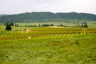 Umpqua Valley Wineries