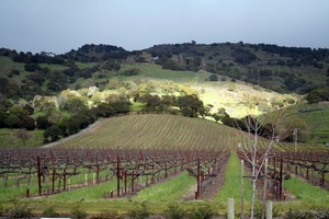 Napa Wine Tours