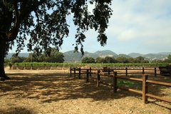 Napa Oak Trees