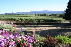 Napa Valley