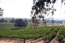 Paso Robles Winery