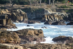 Point Lobos State Reserve