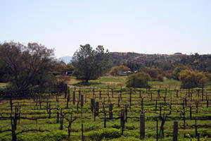 California wineries