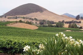 San Luis Obispo, vineyard