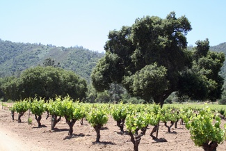 San Benito County Wineries