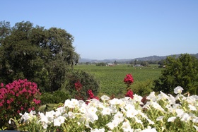 Sonoma Scenery