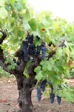 Sonoma County Vineyard