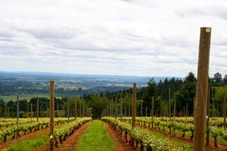 Dundee Hills Vineyard