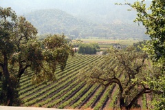 Napa Valley from Cardinale Estates