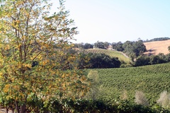 Alexander Valley, Sonoma County