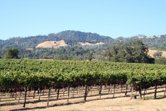 Alexander Valley Wineries