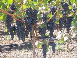 Zinfandel Grapes