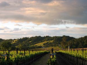 Sonoma Vineyard